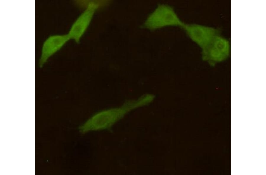 Anti-UCHL1 Antibody from Bioworld Technology (MB0171) - Antibodies.com