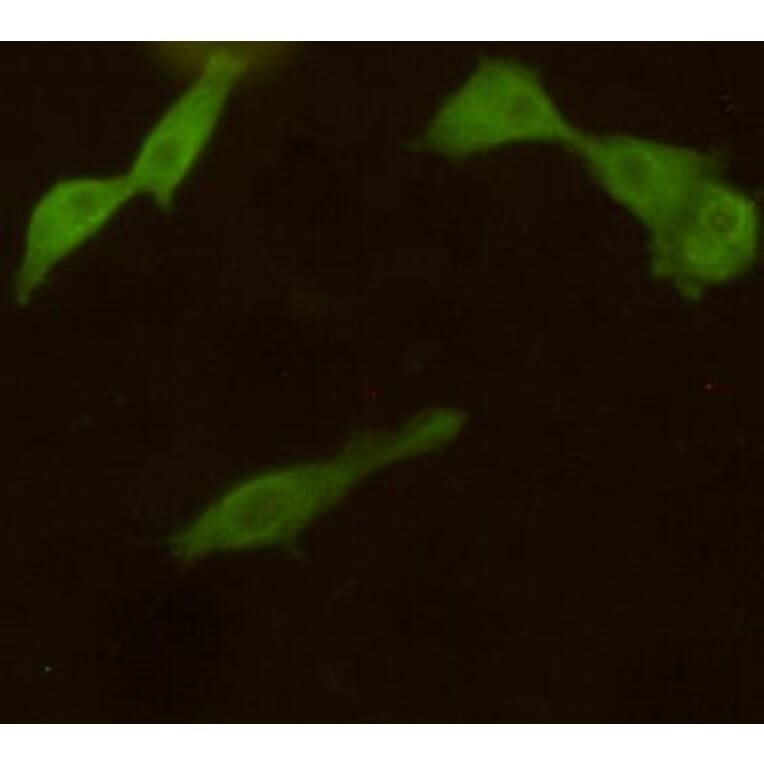 Anti-UCHL1 Antibody from Bioworld Technology (MB0171) - Antibodies.com