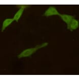 Anti-UCHL1 Antibody from Bioworld Technology (MB0171) - Antibodies.com