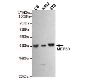 Anti-MEP50 Antibody from Bioworld Technology (MB0172) - Antibodies.com