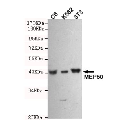 Anti-MEP50 Antibody from Bioworld Technology (MB0172) - Antibodies.com