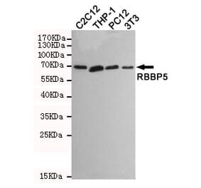 Anti-RBBP5 (1C9) Antibody from Bioworld Technology (MB0173) - Antibodies.com