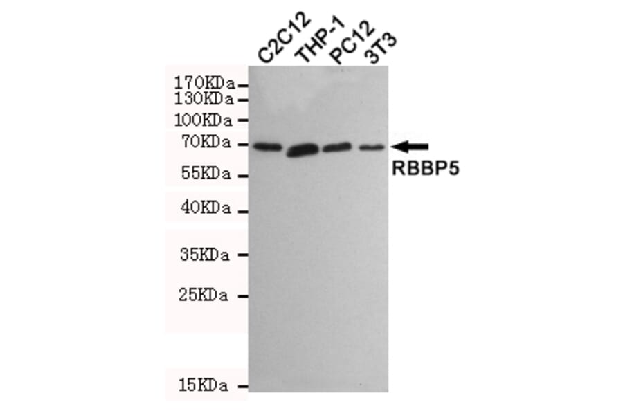 Anti-RBBP5 (1C9) Antibody from Bioworld Technology (MB0173) - Antibodies.com