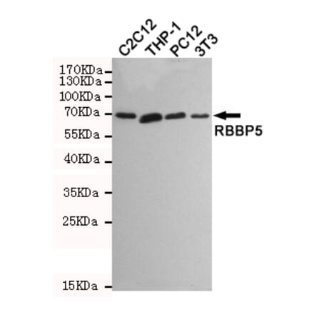 Anti-RBBP5 (1C9) Antibody from Bioworld Technology (MB0173) - Antibodies.com