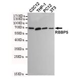 Anti-RBBP5 (1C9) Antibody from Bioworld Technology (MB0173) - Antibodies.com