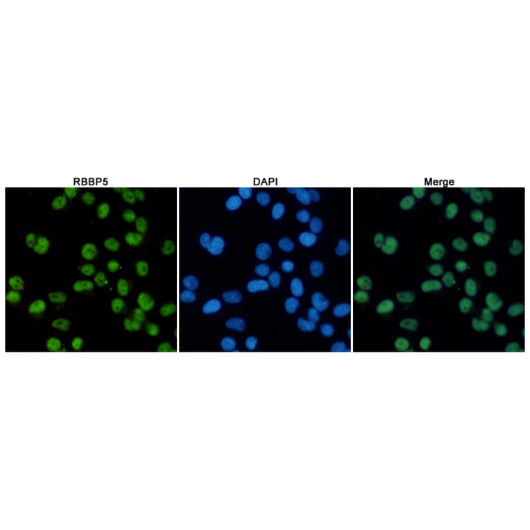 Anti-RBBP5 (1C9) Antibody from Bioworld Technology (MB0173) - Antibodies.com