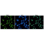 Anti-RBBP5 (1C9) Antibody from Bioworld Technology (MB0173) - Antibodies.com