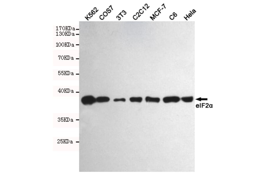Anti-eIF2α (2E4) Antibody from Bioworld Technology (MB0174) - Antibodies.com