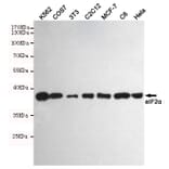 Anti-eIF2α (2E4) Antibody from Bioworld Technology (MB0174) - Antibodies.com