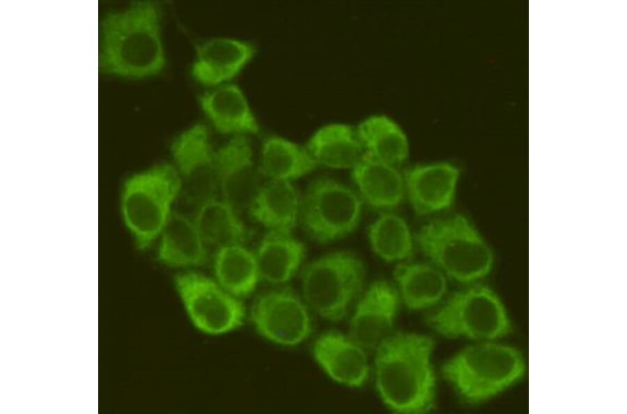 Anti-eIF2α (2E4) Antibody from Bioworld Technology (MB0174) - Antibodies.com