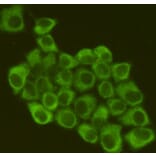 Anti-eIF2α (2E4) Antibody from Bioworld Technology (MB0174) - Antibodies.com