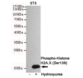 Anti-Histone H2A.X (phospho-S139) Antibody from Bioworld Technology (MB0175) - Antibodies.com