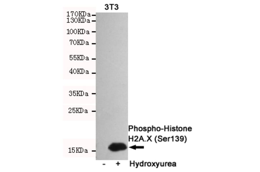Anti-Histone H2A.X (phospho-S139) Antibody from Bioworld Technology (MB0175) - Antibodies.com