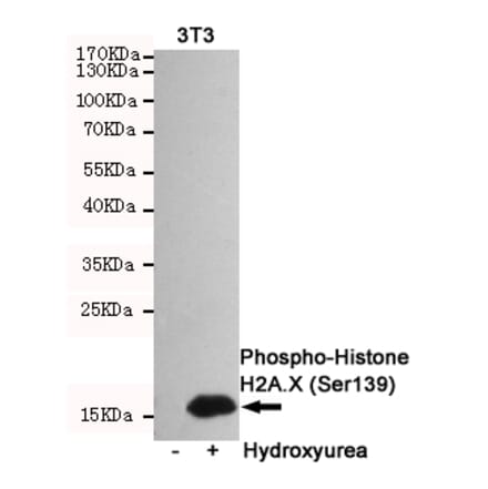 Anti-Histone H2A.X (phospho-S139) Antibody from Bioworld Technology (MB0175) - Antibodies.com