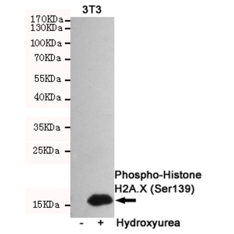 Anti-Histone H2A.X (phospho-S139) Antibody from Bioworld Technology (MB0175) - Antibodies.com