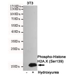 Anti-Histone H2A.X (phospho-S139) Antibody from Bioworld Technology (MB0175) - Antibodies.com