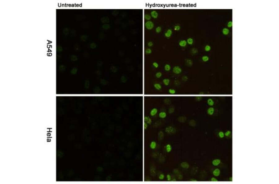 Anti-Histone H2A.X (phospho-S139) Antibody from Bioworld Technology (MB0175) - Antibodies.com