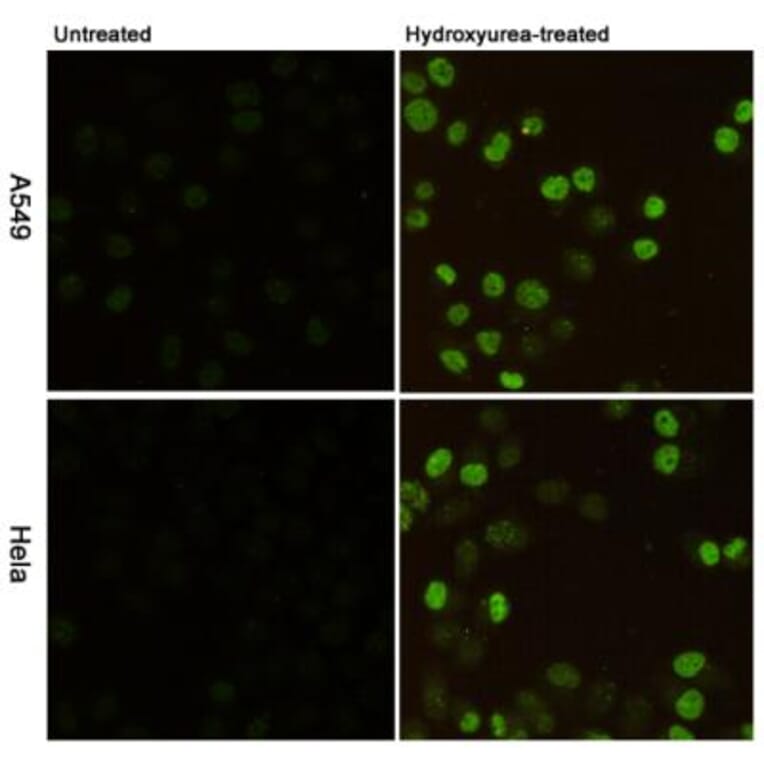 Anti-Histone H2A.X (phospho-S139) Antibody from Bioworld Technology (MB0175) - Antibodies.com