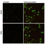 Anti-Histone H2A.X (phospho-S139) Antibody from Bioworld Technology (MB0175) - Antibodies.com