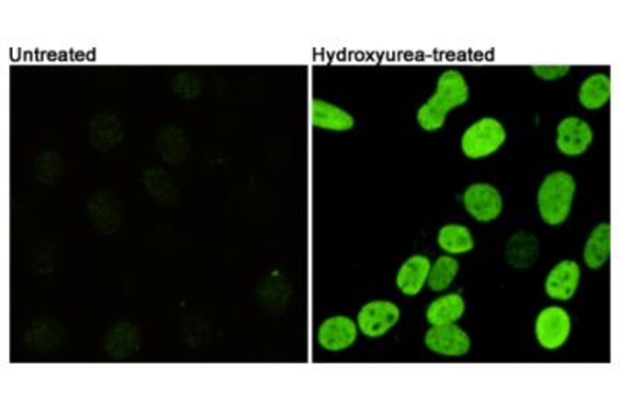 Anti-Histone H2A.X (phospho-S139) Antibody from Bioworld Technology (MB0175) - Antibodies.com