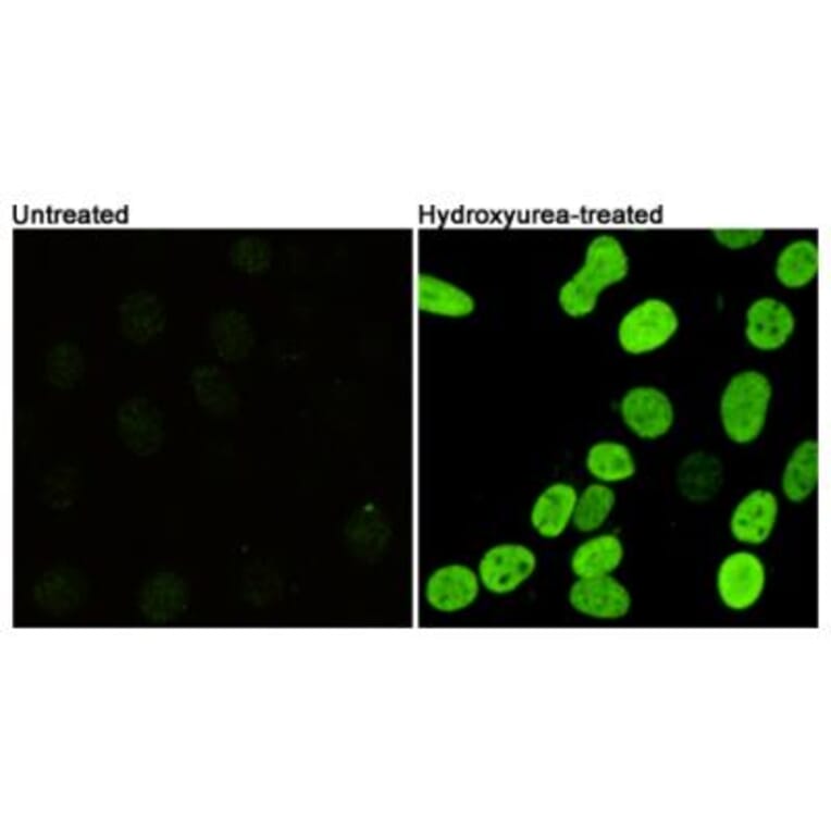 Anti-Histone H2A.X (phospho-S139) Antibody from Bioworld Technology (MB0175) - Antibodies.com