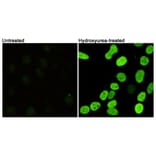 Anti-Histone H2A.X (phospho-S139) Antibody from Bioworld Technology (MB0175) - Antibodies.com