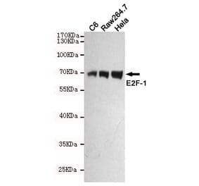 Anti-E2F-1 (4G8) Antibody from Bioworld Technology (MB0176) - Antibodies.com