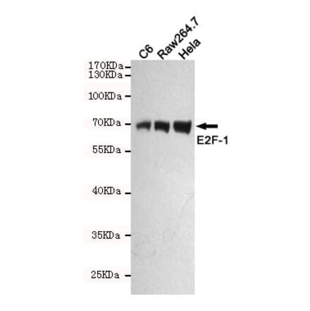 Anti-E2F-1 (4G8) Antibody from Bioworld Technology (MB0176) - Antibodies.com