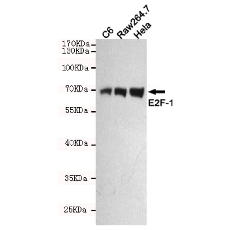 Anti-E2F-1 (4G8) Antibody from Bioworld Technology (MB0176) - Antibodies.com