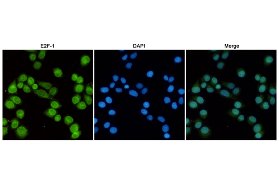 Anti-E2F-1 (4G8) Antibody from Bioworld Technology (MB0176) - Antibodies.com