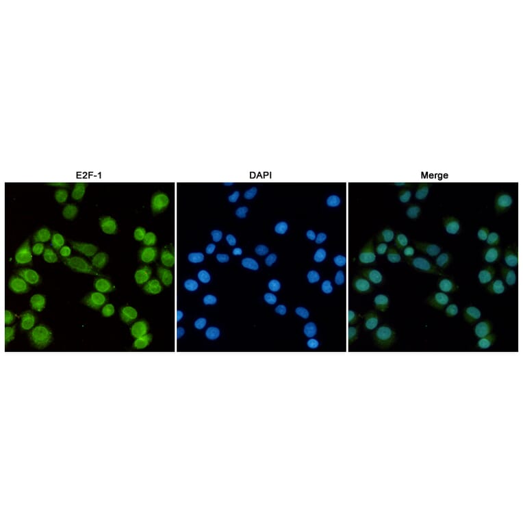 Anti-E2F-1 (4G8) Antibody from Bioworld Technology (MB0176) - Antibodies.com