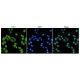Anti-E2F-1 (4G8) Antibody from Bioworld Technology (MB0176) - Antibodies.com