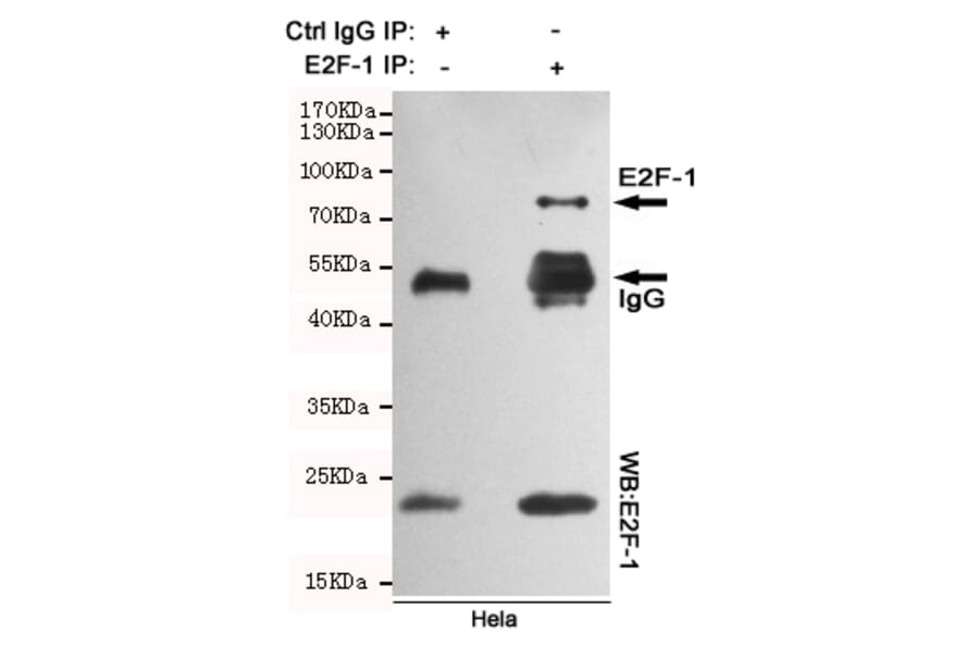 Anti-E2F-1 (4G8) Antibody from Bioworld Technology (MB0176) - Antibodies.com
