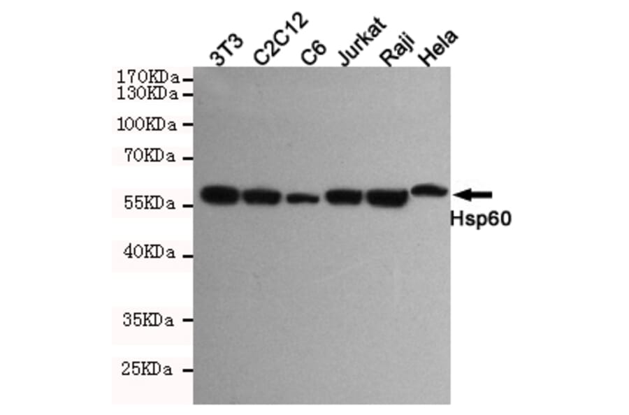 Anti-HSP60 (6C8) Antibody from Bioworld Technology (MB0177) - Antibodies.com