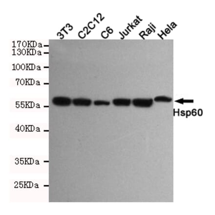 Anti-HSP60 (6C8) Antibody from Bioworld Technology (MB0177) - Antibodies.com