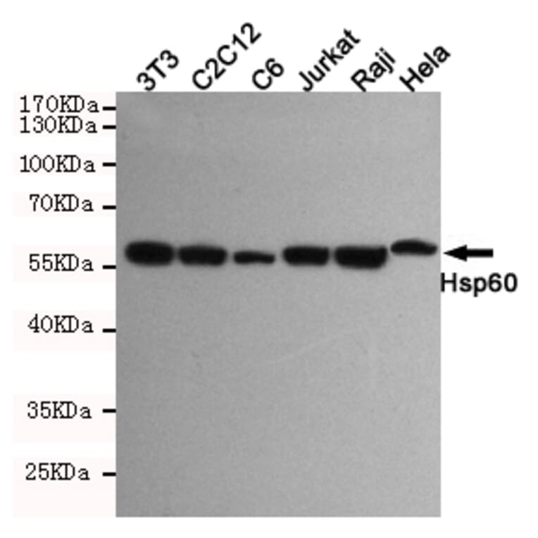 Anti-HSP60 (6C8) Antibody from Bioworld Technology (MB0177) - Antibodies.com