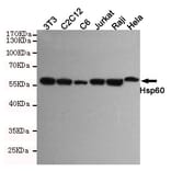 Anti-HSP60 (6C8) Antibody from Bioworld Technology (MB0177) - Antibodies.com