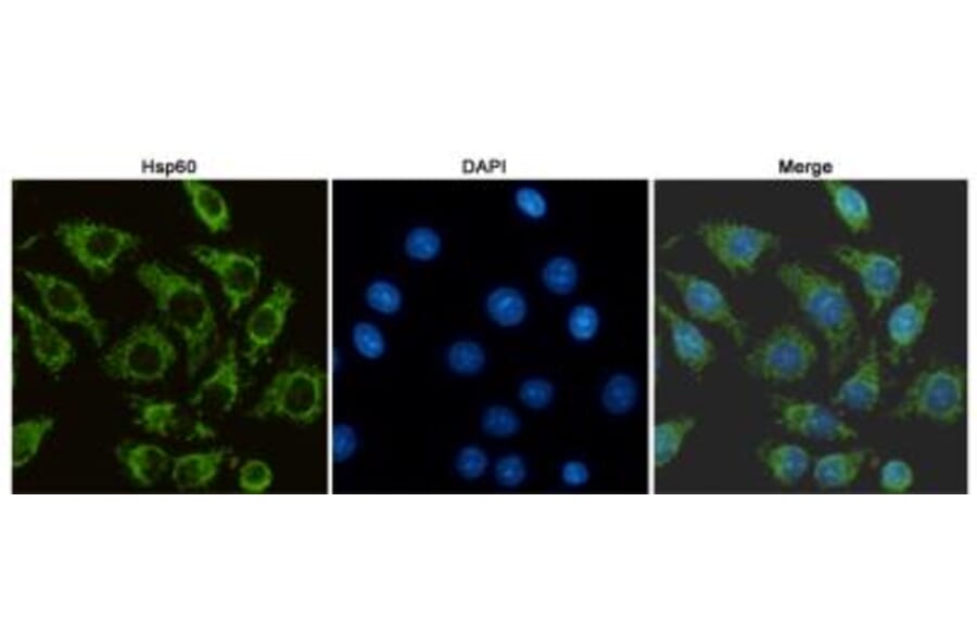 Anti-HSP60 (6C8) Antibody from Bioworld Technology (MB0177) - Antibodies.com