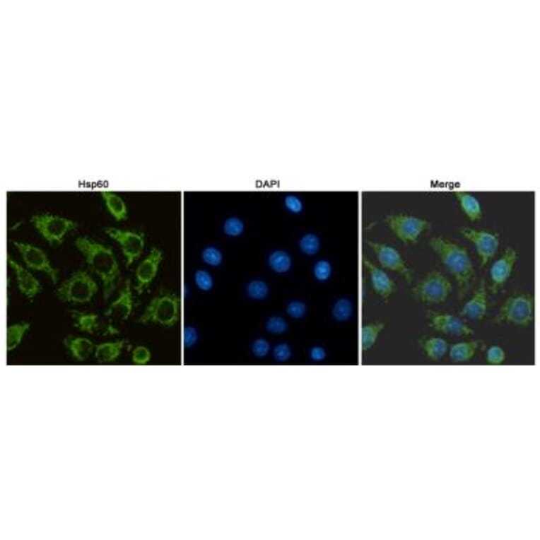 Anti-HSP60 (6C8) Antibody from Bioworld Technology (MB0177) - Antibodies.com