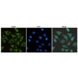 Anti-HSP60 (6C8) Antibody from Bioworld Technology (MB0177) - Antibodies.com