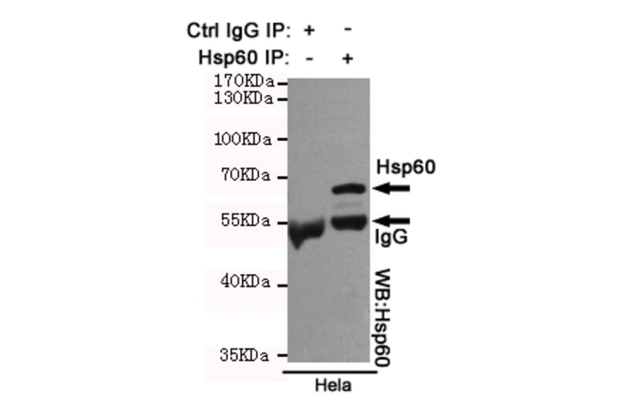 Anti-HSP60 (6C8) Antibody from Bioworld Technology (MB0177) - Antibodies.com
