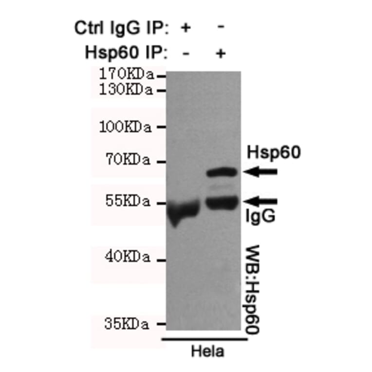 Anti-HSP60 (6C8) Antibody from Bioworld Technology (MB0177) - Antibodies.com