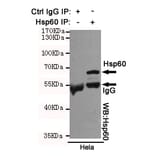 Anti-HSP60 (6C8) Antibody from Bioworld Technology (MB0177) - Antibodies.com