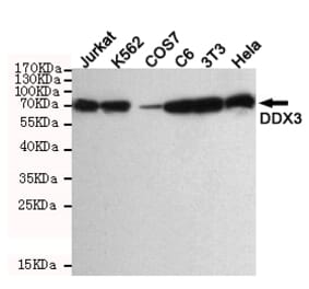 Anti-DDX3 (6G8) Antibody from Bioworld Technology (MB0178) - Antibodies.com