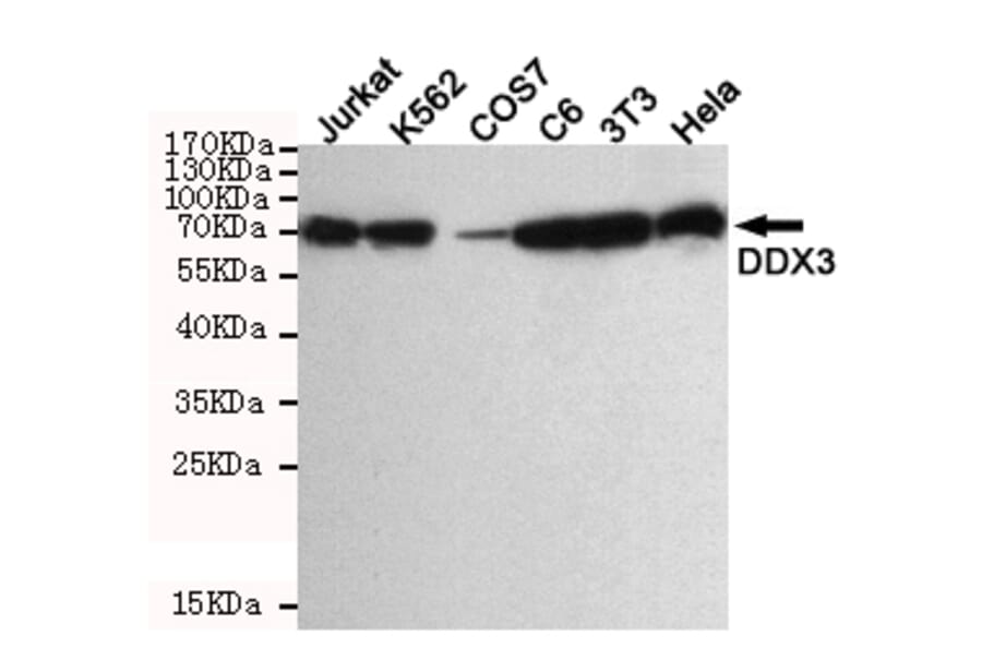 Anti-DDX3 (6G8) Antibody from Bioworld Technology (MB0178) - Antibodies.com
