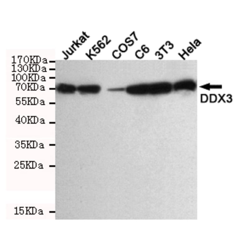 Anti-DDX3 (6G8) Antibody from Bioworld Technology (MB0178) - Antibodies.com