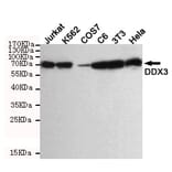 Anti-DDX3 (6G8) Antibody from Bioworld Technology (MB0178) - Antibodies.com