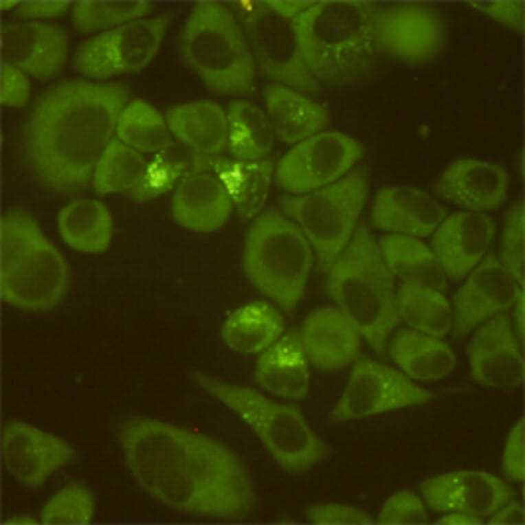 Anti-DDX3 (6G8) Antibody from Bioworld Technology (MB0178) - Antibodies.com