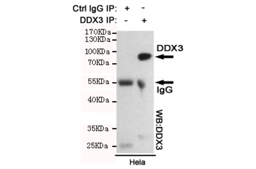 Anti-DDX3 (6G8) Antibody from Bioworld Technology (MB0178) - Antibodies.com