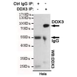 Anti-DDX3 (6G8) Antibody from Bioworld Technology (MB0178) - Antibodies.com